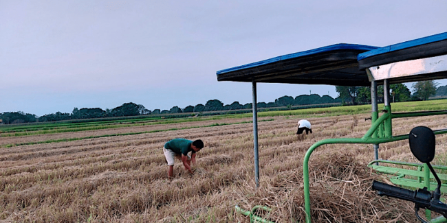 rice hay for rabbits