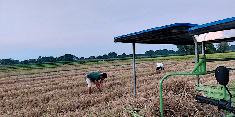 rice hay for rabbits