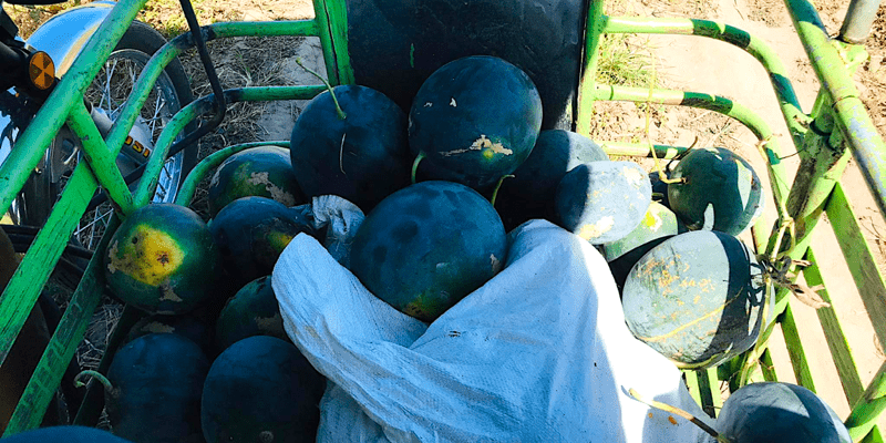 watermelons for goats and rabbits