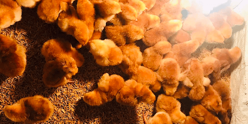 Rhode Island Red chicken farming business seminar