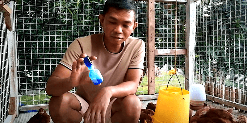 Newcastle Disease (ND) LaSota vaccine