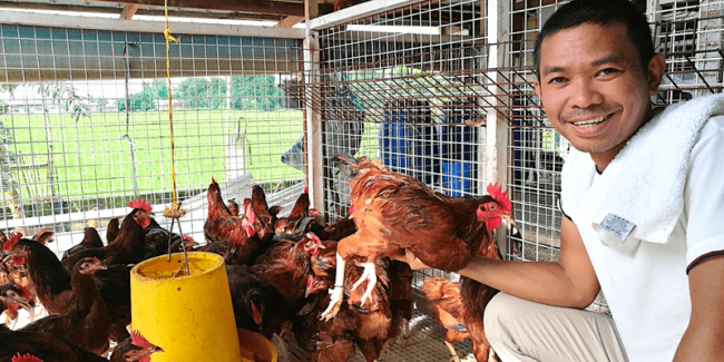 Rhode Island Red rooster