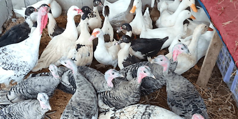 livestock and poultry vitamins