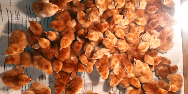Rhode Island Red chicks