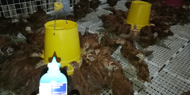 Rhode Island Red vaccination