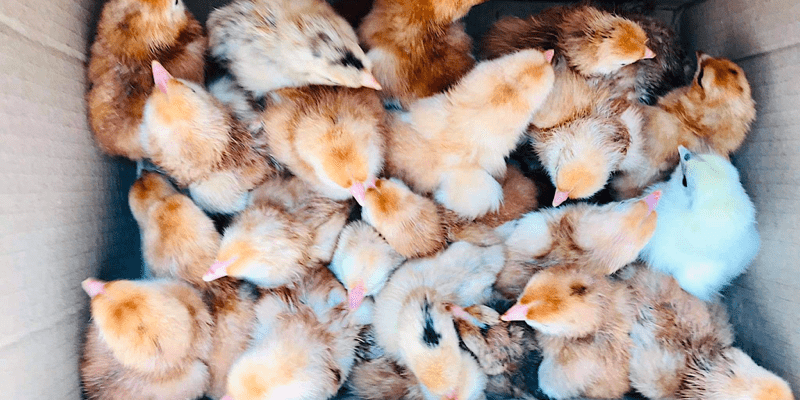 Rhode Island Red vaccination program