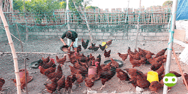 Quick Tips Tungkol sa Pagpakain ng mga Rhode Island Red