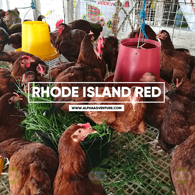 Buy Rhode Island Red for Sale in the Philippines