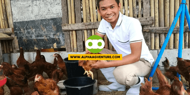 Ano Ang Mga Dapat Ihanda Kapag Tag-ulan Kapag Mag-aalaga Ng Rhode Island Red