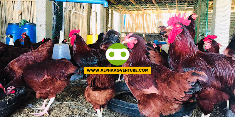 Ano Ang Mga Dapat Mong Matutunan Kung Papasukin Mo Ang Rhode Island Red Farming Business