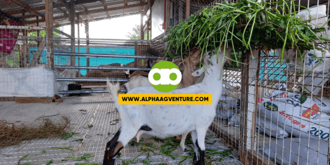 goat meat production
