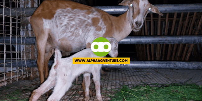 Ano ang Monthly Maintenance ng Aming mga Kambing