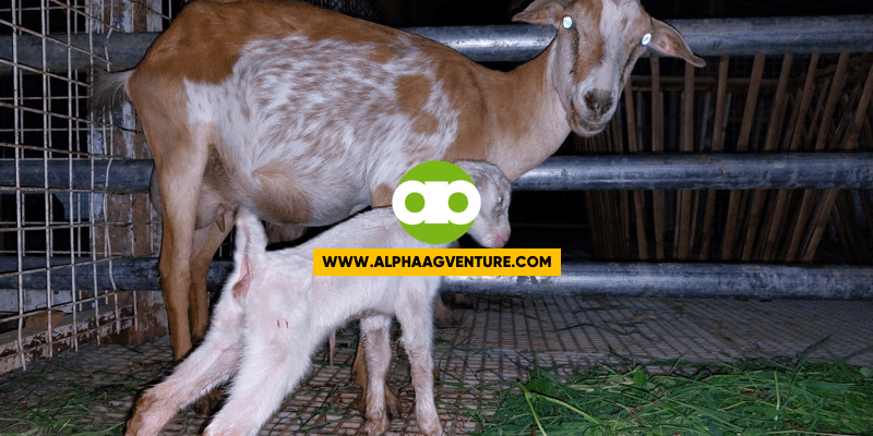 Ano ang Monthly Maintenance ng Aming mga Kambing