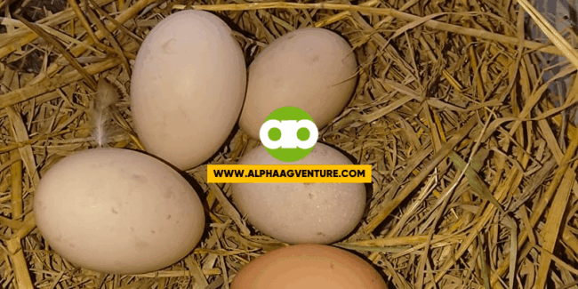 Rhode Island Red nest box