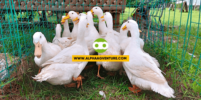 Feeding and Drinking Guide Para sa mga Pekin Duck na Pangkatay