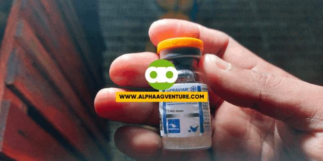 May 2022 Q&A About sa Timbang, Pagkain, Vaccination, at Pangingitlog ng Rhode Island Red