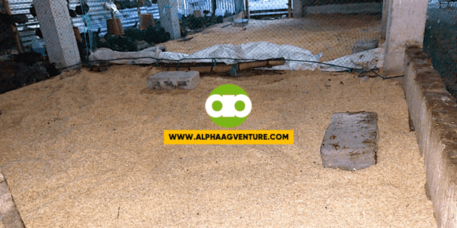 Mga Dapat Tandaan Bago Manguha ng Ipa at Kapag Magpapalit ng Ipa