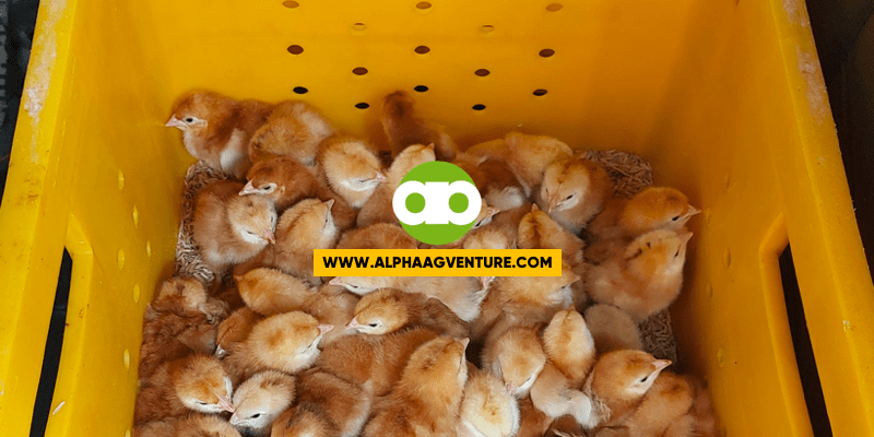 Molasses, Dewormer, Ipil-ipil, at Sexing Methods Para Sa Mga Rhode Island Red