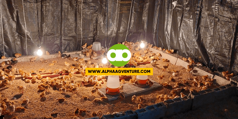 fireless brooding technique