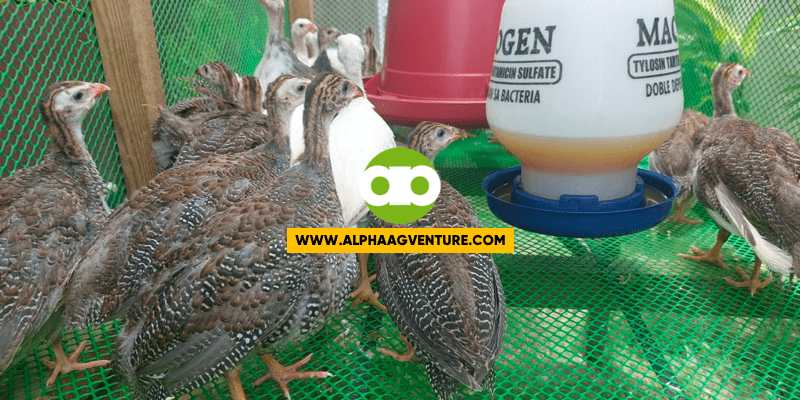 guinea fowls - guinea kits - bengala birds