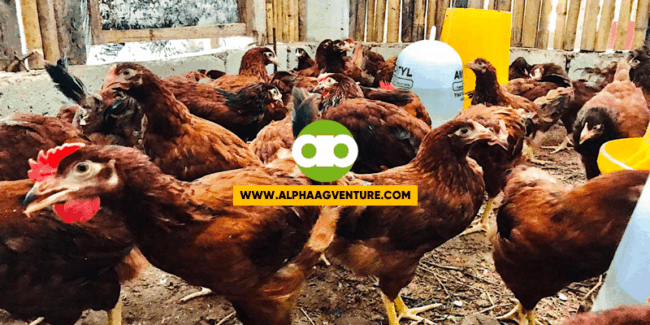 Paano Gamutin ang Sipon ng Manok