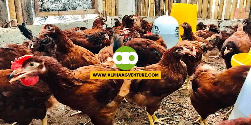 Paano Gamutin ang Sipon ng Manok