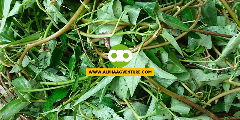 Pangunguha ng Kangkong Para sa Pagkain Ng Mga Manok, Pabo, at Ducks