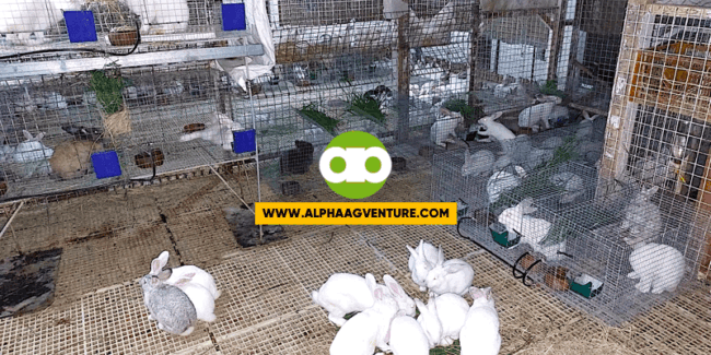 Rabbit Farming- Ang Aking Preparasyon for Breeding Season sa Tag-ulan