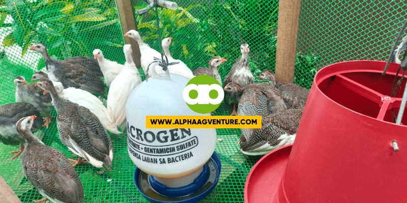 Wow! May 2% Commission Ka Sa Bawat Successful Referral Mo Kay Alpha Agventure