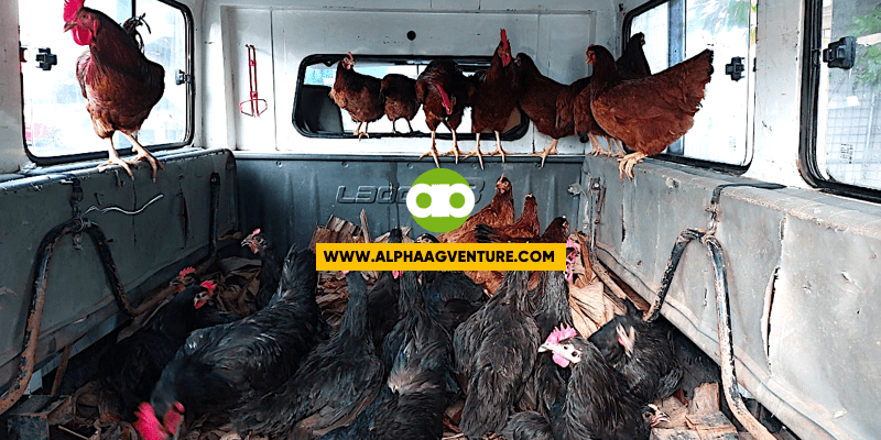 2 Tips Para Hindi Magkaproblema sa Disposal ng mga Pinaparaming Alaga