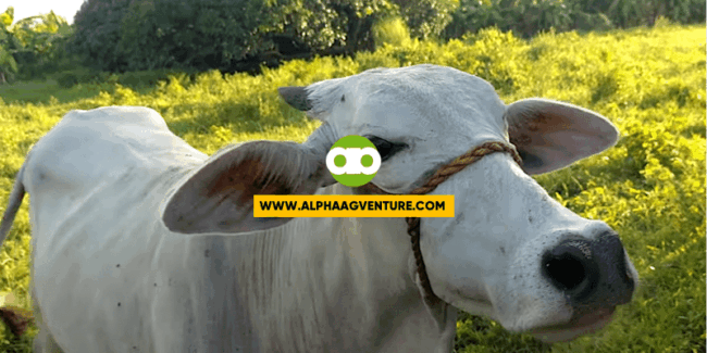 Paano Malalaman ang Approximate Age ng Baka Ayon sa Kanyang Ngipin