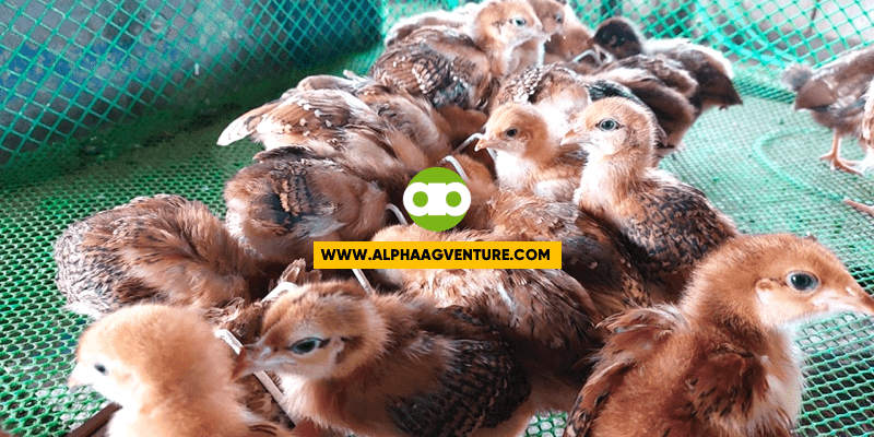 Ano ang Matututunan Mo sa Online Free-Range Chicken Farming Seminar ni Alpha Agventure sa Oct. 29?