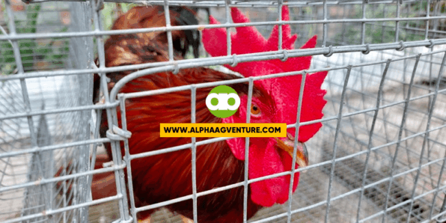Ang Pinakabagong Aabangan Sa Rhode Island Red Farming Business Seminar Sa August 27 at September 3