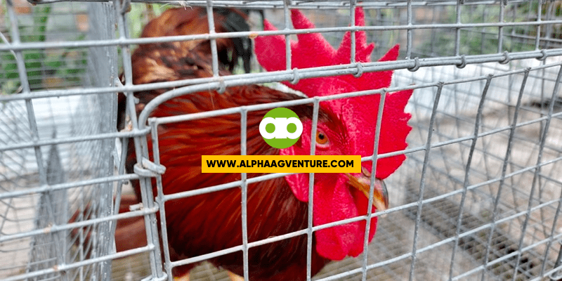 Ang Pinakabagong Aabangan Sa Rhode Island Red Farming Business Seminar Sa August 27 at September 3