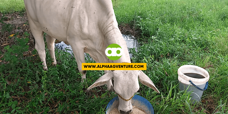 Ano ang Feed Concentrates na Ipinapakain Ko sa Aking Baka at Ano ang Inihahalo Ko sa Inumin Nito?