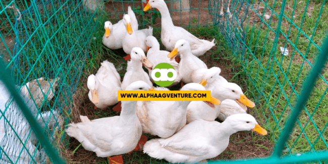 Ano ang Feeding Program Ko sa mga Pekin Duck na Gagawing Breeder o Layer?