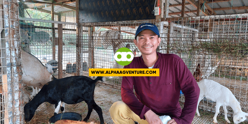 Ano ang Physical Traits na Hanap Ko sa Kambing na Magandang Gawing Breeder?