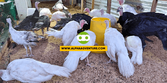 Ano ang Space Requirement or Stocking Density sa Pag-aalaga ng Pabo