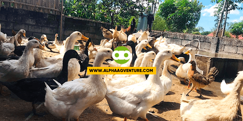 Ano ang Stocking Density at Feeding at Drinking Space Requirements Para sa Pekin Ducks?