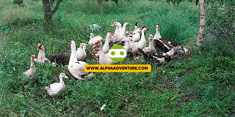 Anong Gagawin Mo Kung Mas Marami ang Muscovy Duck Mo Kaysa sa Kaya Mo Lang Pakainin