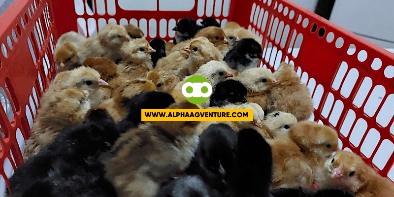 Anong Gagawin Sa Mga Eggs Sa Incubator Kung Brownout