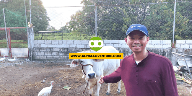 Bakit Hindi Pwedeng Gawing Breeder ang Magkambal na Babae at Lalaking Baka (FREEMARTIN)?