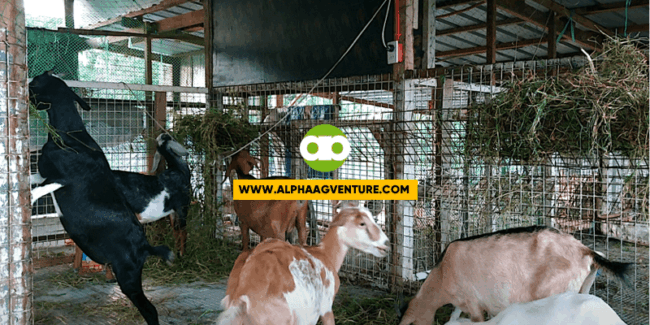 Bakit Ngumunguya-nguya Ang Mga Kambing Kapag Nagpapahinga Na Sila?