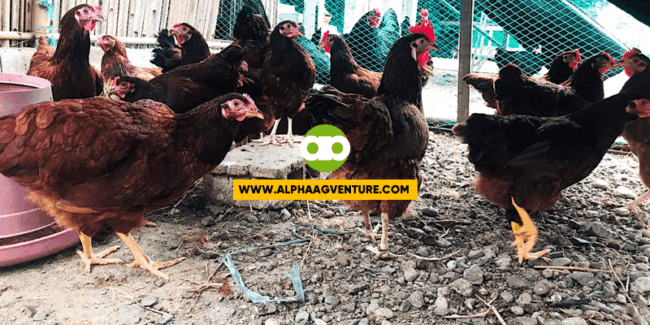 Charity Event for Caritas Tarlac- Online Discussion on Chicken Farming