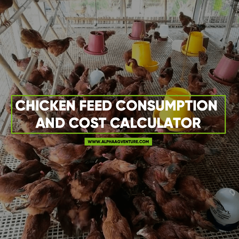Chicken Feed Consumption And Cost Calculator chicken-feed-consumption-and-cost-calculator