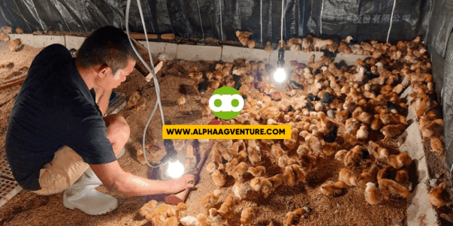 Chickens' Feed Consumption and Cost Calculator