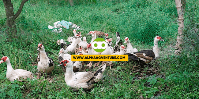 Feeding Guide Para sa Mga Muscovy Duck (Pato o Bibe)