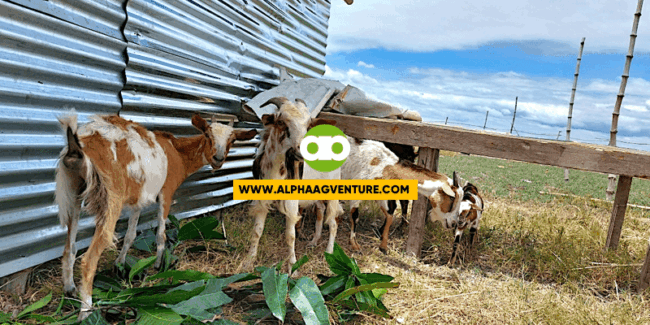 Goat-Raising Tips Para sa Hirap Manganak o Bagong Panganak at May Sipong Kambing