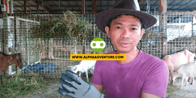 Ilan Ba Talaga ang Stomach ng Kambing?