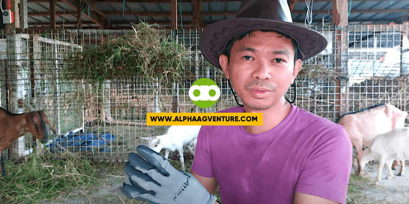 Ilan Ba Talaga ang Stomach ng Kambing?